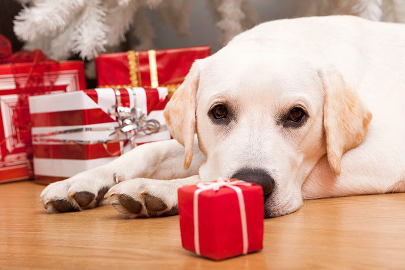 10 Best Dog Gifts That Will Get Their Tail Wagging