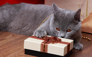 10 Best Gifts For Cats And Their Humans