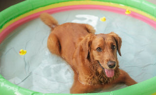 10 Simple Ways To Spoil Your Dog This Summer