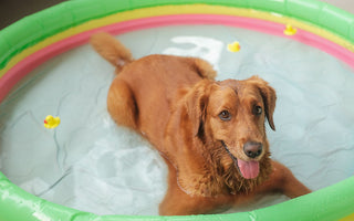 10 Simple Ways To Spoil Your Dog This Summer