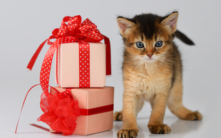Pet Gift Basket Ideas for Special Occasions