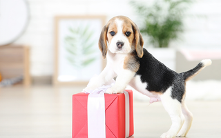 Pet Lover Gift Basket Trends for 2024