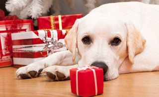 10 Best Dog Gifts That Will Get Their Tail Wagging