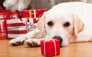 10 Best Dog Gifts That Will Get Their Tail Wagging