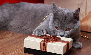 10 Best Gifts For Cats And Their Humans