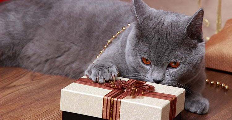 10 Best Gifts For Cats And Their Humans – Bisket Baskets
