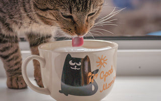 9 Tips On How To Spoil Your Cat On A Budget