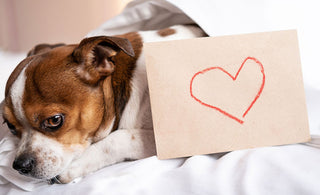 What To Write In A Get-Well Card For A Dog