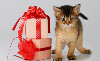 Pet Gift Basket Ideas for Special Occasions