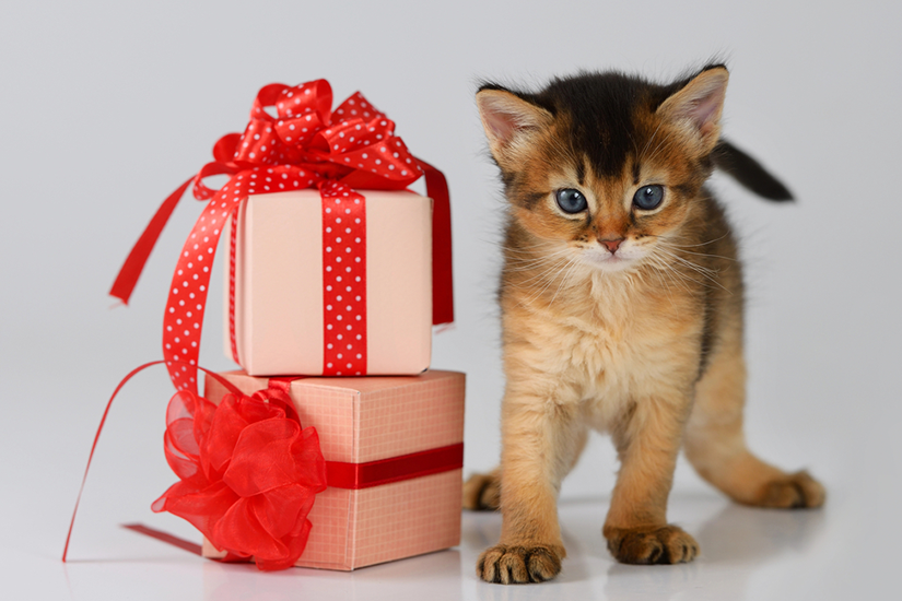 Pet Gift Basket Ideas for Special Occasions