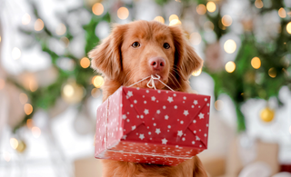 Unique Pet Gift Basket Ideas for Pet Lovers