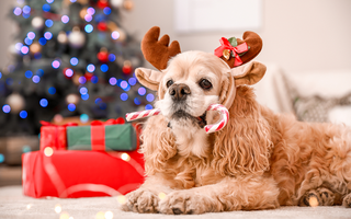 Where to Buy the Best Pet Gift Baskets